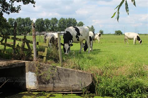 koeien  het weiland langs de tiendweg oud alblas foto thea plugge