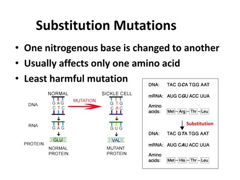 Ppt Chapter 13 3 Mutations Powerpoint Presentation Free Download