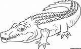 Cocodrilo Crocodil Crocodile Colorat Planse Desene Crocodiles Printable Colouring Drawings Zoo Educative sketch template