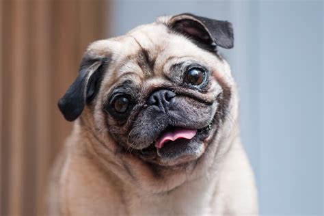 250 Best Pug Names Cute Sweet Tiny And Little Names For