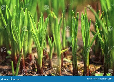 green plant royalty  stock photo image