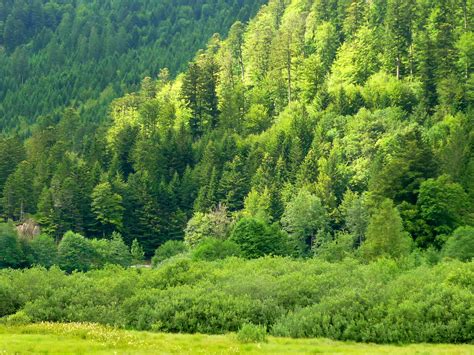 la decouverte de la foret francaise  francais en angleterre