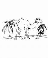Coloring Pages Desert Camel Kids Camels Animal Animals Drawing Clipart Printable Color Library Clip sketch template