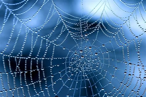 spider web wallpaper mokasindevelopment