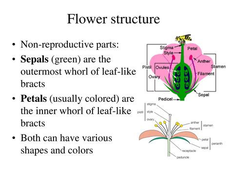 Ppt Gymnosperm Intro And Evolution Life Cycle And