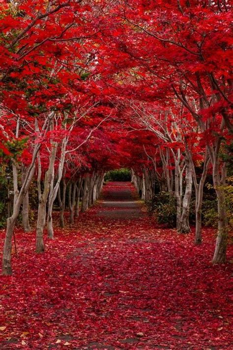 Crimson Forest Hokkaido Hokkaido Region Japan