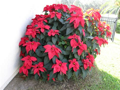 outdoor holiday decorating  poinsettias  cyclamens  grows