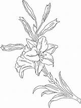 Pages Coloring Flower Lily Flowers Recommended Lilies Choose Embroidery Board sketch template