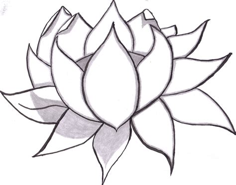 easy flower drawing  pencil clipart