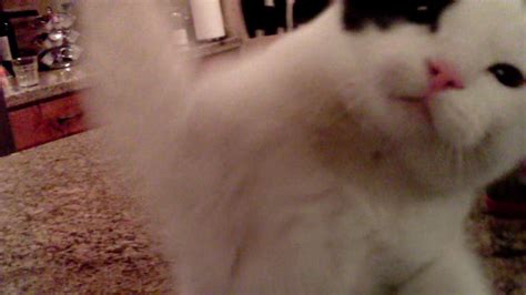 funny video annoyed cat takes  drone abc los angeles