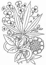 Coloring Pages Trippy Weed Marijuana Leaf Psychedelic Adults Printable Adult Cannabis Book Drawing Sheets Stoner Drawings Space Print Hemp Tattoo sketch template
