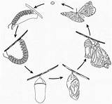Metamorfose Lifecycle Borboleta Morpho Borboletas Fases Caterpillar Cris sketch template