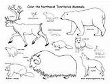 Tundra Coloring Animal sketch template