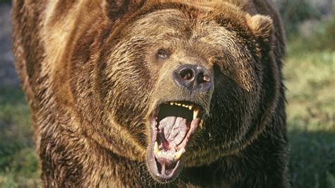 bear  roar  beware unintended bite westpac wire westpac