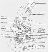Microscope Worksheet Labeling Worksheets Excel Db Next sketch template