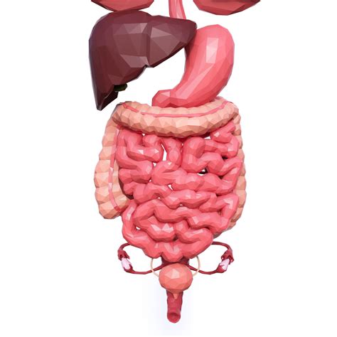 3d Model Internal Organs Low Poly Vr Ar Low Poly Cgtrader