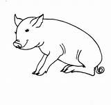 Pig Sitting Coloring Pages Supercoloring Printable Drawing Color sketch template