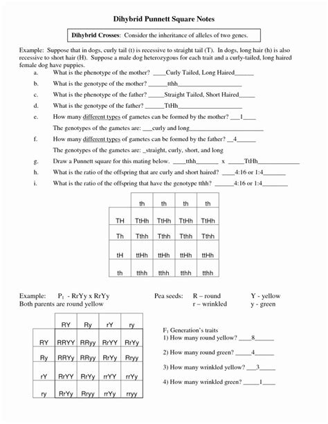 dihybrid cross worksheet answers new punnett square worksheet