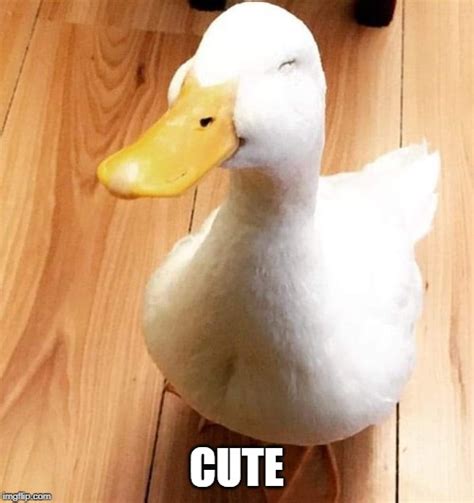 Image Tagged In Cute Duck Imgflip