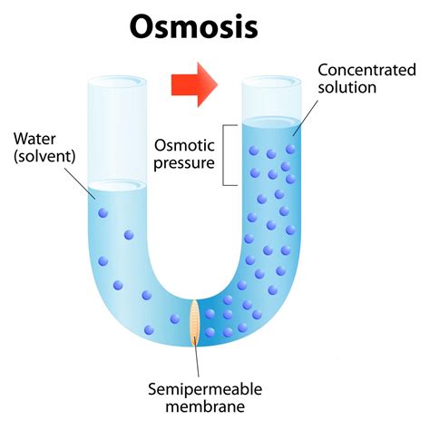 osmosis  diffusion
