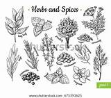 Herbs Drawing Spices Vector Vintage Illustration Botanical Drawn Hand Engraved Food Sketches Style Flavor Condiment Set Stock Oregano Mint Clip sketch template