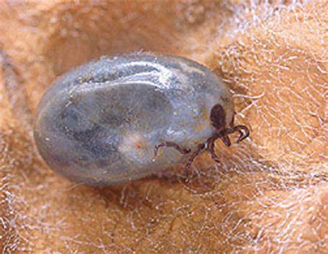 Adult Female Blacklegged Tick Ixodes Scapularis Say