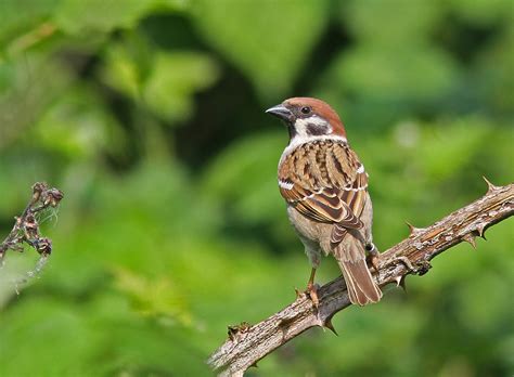 stop birding  london  tree sparrow partnership update