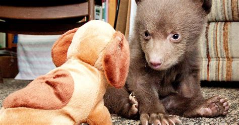 mystery of bear cub left in a california park may be solved