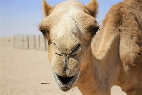 camel face flickr photo sharing