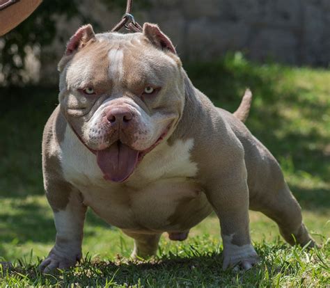 misanthrope bully breed  means  dog