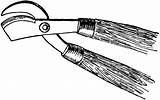 Pruning Clipart Cliparts Shears Library sketch template