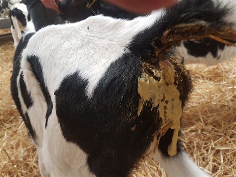 calf scours misconceptions dairytech nutrition