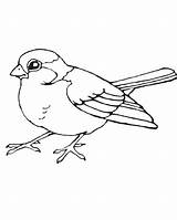 Sparrow Bestcoloringpagesforkids Rotkehlchen Kolorowanki Getcolorings Ptaki Aves Gil Sparrows Robins Printables Popular Kohlmeise Contorno Malvorlagen sketch template
