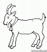 Coloring Goat Pages Symbol Year Goats Colorkid Giant Sheep Kids sketch template