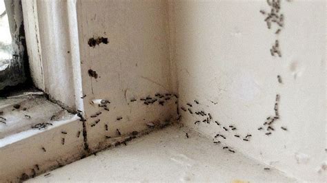 these little ants are driving me nuts flying ants in