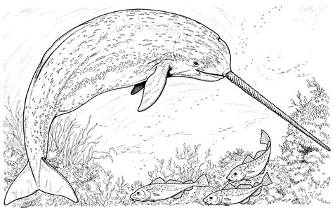 coloring page whale kece art