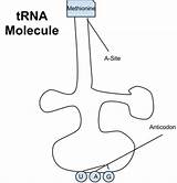 Trna Structure Basic Molecule Rna Dna Rough Myself Licensed Under  Made Weebly sketch template