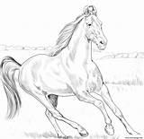 Coloring Marwari Pages Horse Printable Choose Board sketch template