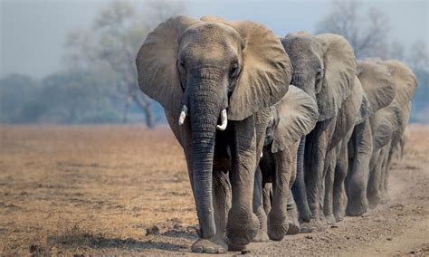 Saving Elephants In A Digital World Stories Wwf