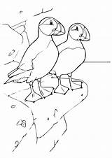 Puffin Coloring Pages Puffins Rock Bird Animal Book Kids Sheets Choose Board Drawings sketch template