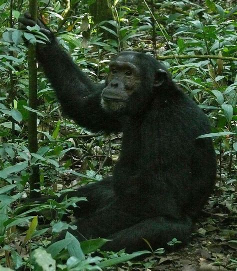male sex with chimp xxx photo