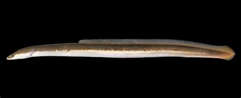 american eel missouri department  conservation