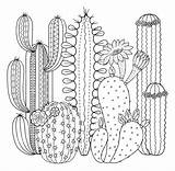 Cactus Coloring Pages Cacti Print Wonder sketch template