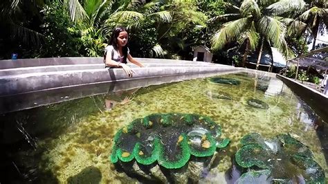 camiguin island philippines giant clam sanctuary youtube