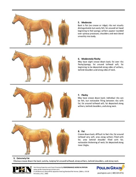 body condition scoring  horse