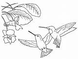 Coloring Pages Hummingbird Bird Printable Kids Hummingbirds Birds Humming Print Para Book Dibujos Animal Colorear Books Two Drawing Colibri Drawings sketch template