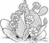 Cactus Line Drawing Prickly Pear Coloring Getdrawings sketch template