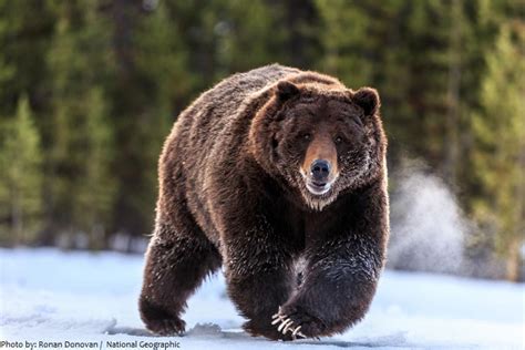 interesting facts  grizzly bears  fun facts