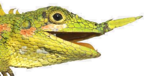 scientists  rediscovered  long lost dragon lizard