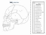 Coloring Skeletal System Anatomy sketch template